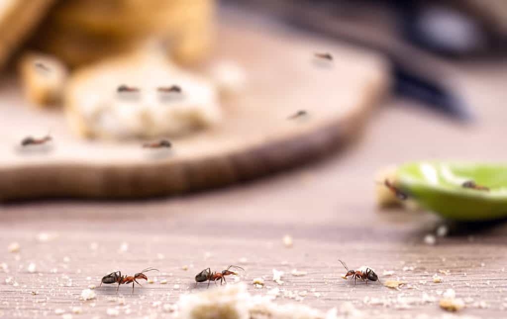 Kako se rešiti mrava